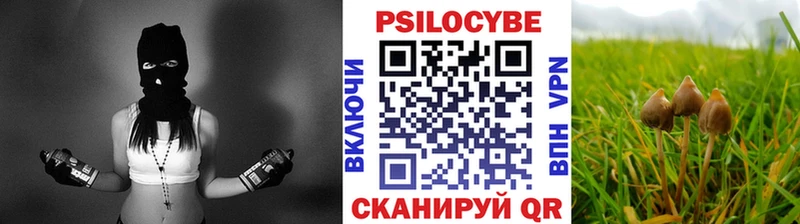 купить закладку Дубовка Галлюциногенные грибы MAGIC MUSHROOMS